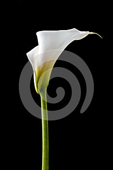 White calla