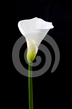 White calla