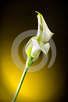 Flower calla on black background