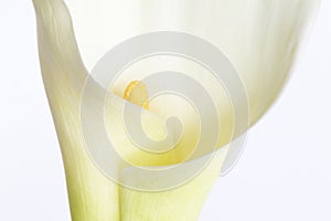 White calla blooming