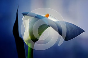 White calla with elegant curves