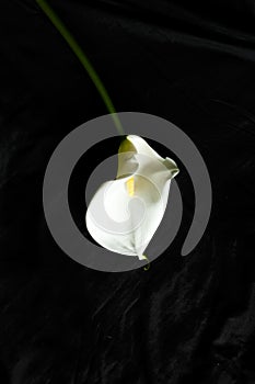Calla on a black background