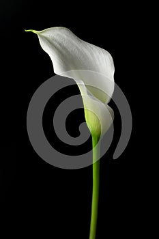 White calla flower isolated on black