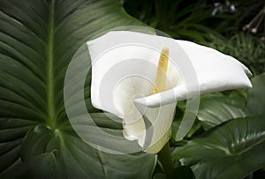 White calla and large leaf