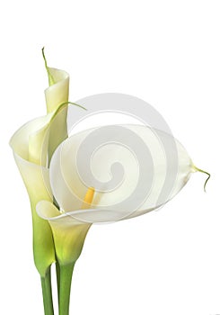 White Calla Lilies