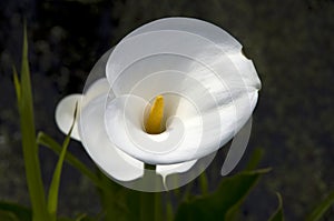 White Calla Lilies