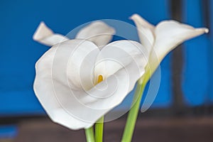 White calla lilies or arums photo