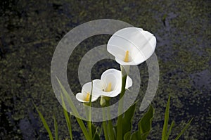 White Calla Lilies