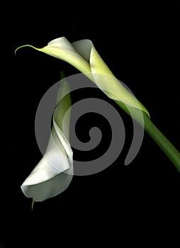 White Calla Lilies on Black