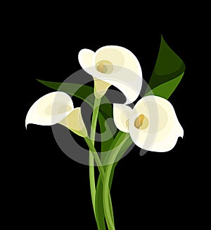White calla lilies on black.
