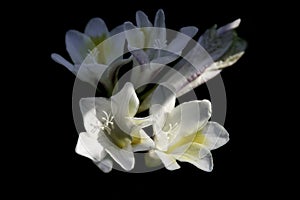 white calla lilies on black background