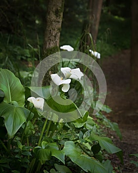 White Calla Lilies blooming in the forest