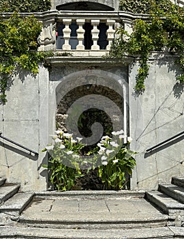 White Calla Lilies growing in a small recessed pond on the front of the Villa Carlotta in Tremezzo.