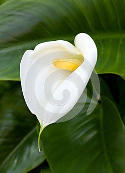 White Calla lilies with leaf