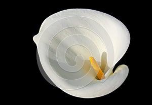 White Calla Lily flower