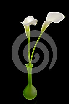 White Calla lilly flower in green vase