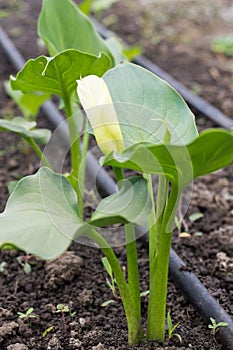 White calla lilly flower in the greenhouse