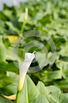 White calla lilly flower in the greenhouse