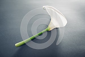 White calla lilly flower on grey background. Elegant natural beauty