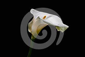 White Calla Lilly flower isolated on black background. Copy space photo