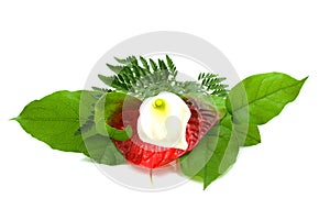 White Calla lilly flower on leaves