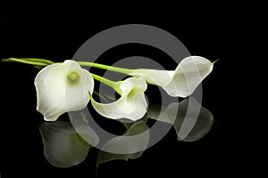 White Calla lilly flowers