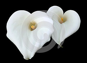 White Calla Lily flowers