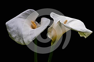 White Calla Lilly flowers isolated on black background. Copy space