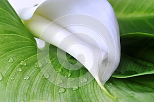 White calla lily