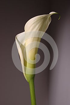 White calla lily photo