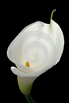 White calla lily photo