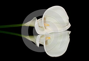 White Calla Lily photo