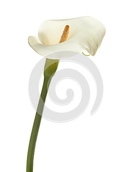 White calla lily