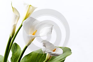 White calla lily