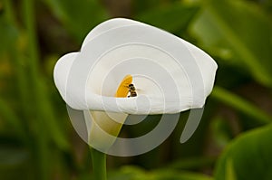 White Calla Lily and Bee