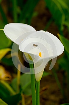 White Calla Lily and Bee