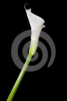 White calla lily on black