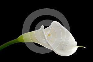 White calla lily on black