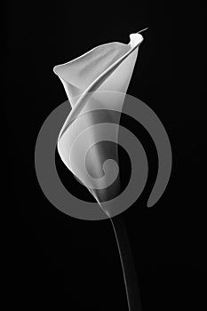 White Calla lily on a black background