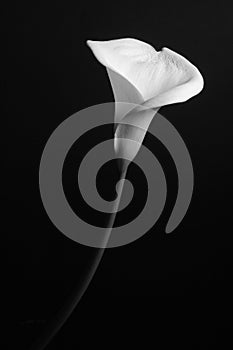 White Calla lily on a black background