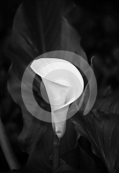 White calla lily black and white photo