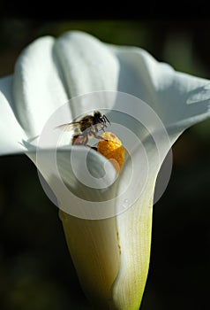 White calla lily bloom with bee collecting nectar on black background.