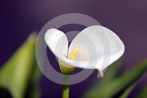 White calla lily flower