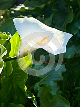 White calla lily flower