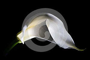 White Calla Lily flower on black background