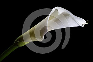 White Calla Lily flower on black background