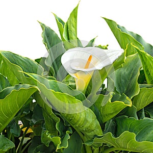 White Calla Lily flower with drops is isolated