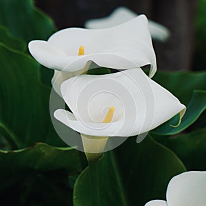 White calla lily flower plant in springtime photo