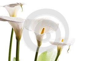 White calla lily flowers