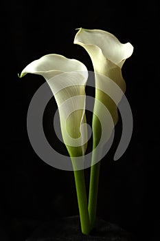 White calla lily flowers isolated on black